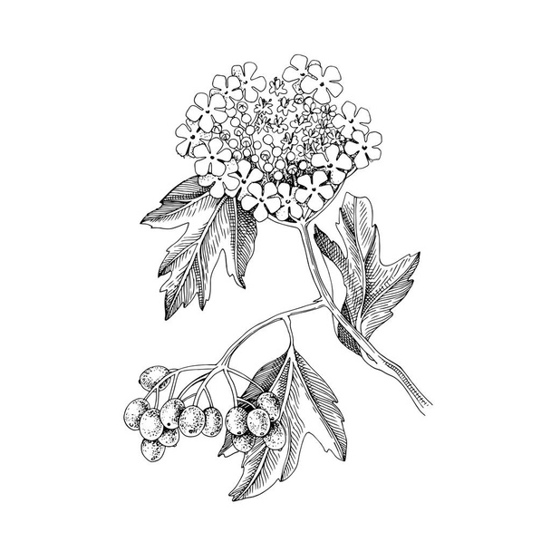 Hand drawn viburnum with berries and blossoms - Vector, Imagen