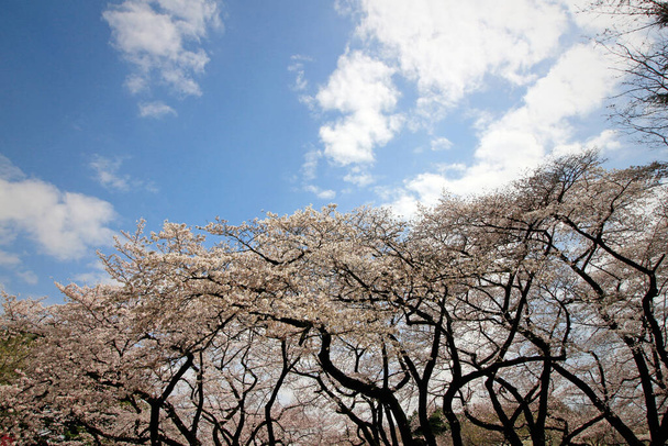 Nagy cseresznyevirágzó fák a parkban teljes virágzással - Fotó, kép