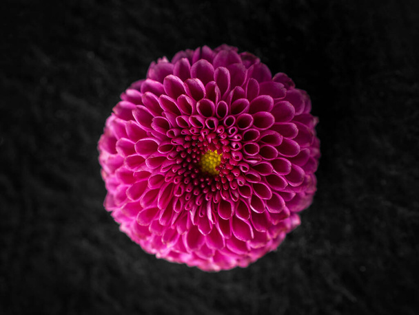 Delicate flower on black background. Decorative flowers. - Photo, Image