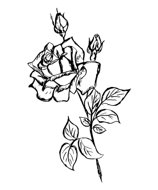  Контурне зображення квітки троянди на білому тлі
 - Фото, зображення