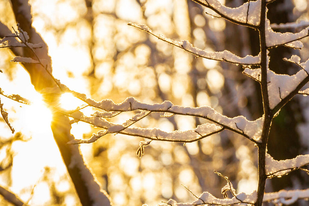 Солнце сквозь заснеженные ветви в лесу - Фото, изображение