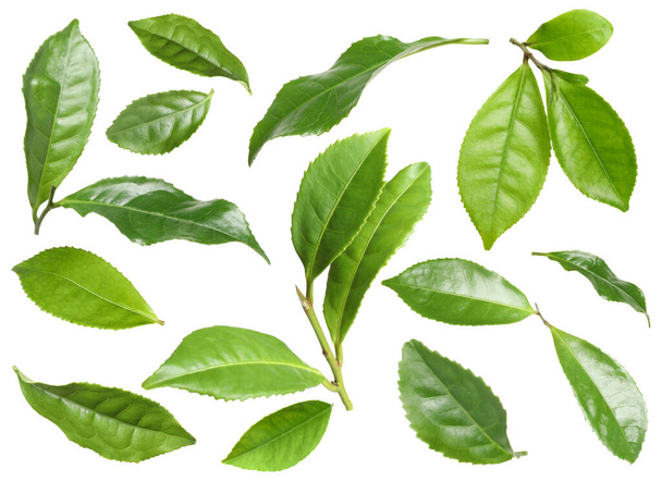Set with fresh green leaves on white background - Φωτογραφία, εικόνα