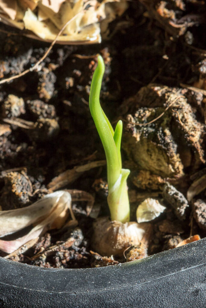 Knoflook is een kruidachtige plant met knollen ondergronds. Het is een Thaise geneeskrachtige plant en een soort kruid. - Foto, afbeelding