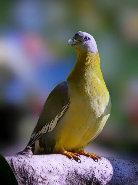 Зелёный голубь с жёлтыми ногами. - Фото, изображение