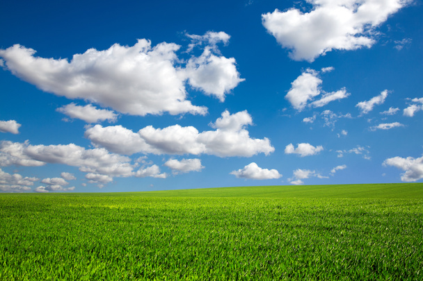 Feld auf einem Hintergrund des blauen Himmels - Foto, Bild