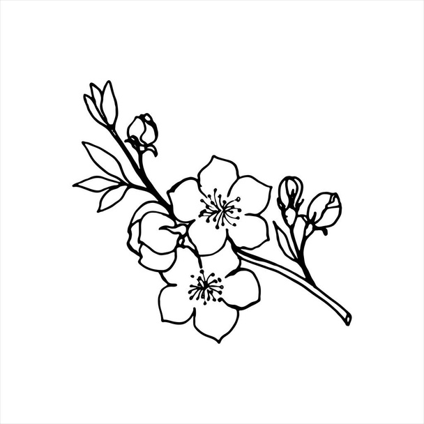 Skizze von Frühlingsblumen aus Quitten, Mandeln, Ästen von Apfelbäumen mit Knospen und Blüten. Handzeichnung botanischer Doodle-Vektor-Illustration in schwarzem Kontrast mit weißer Füllung. - Vektor, Bild