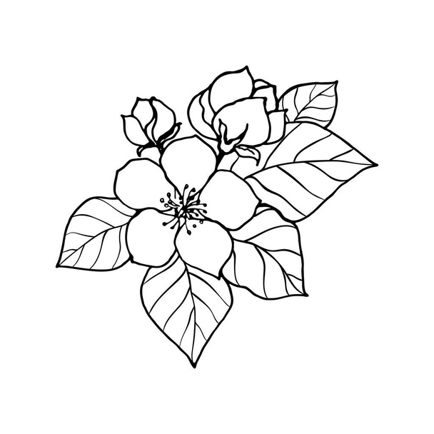 Sketch of spring flowers of quince, almond, apple tree branches with buds, foliage and flowers. Hand draw botanical doodle vector illustration in black contrast with white fill. - Вектор, зображення