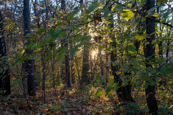 napsütéses este az erdőben, ősz - Fotó, kép