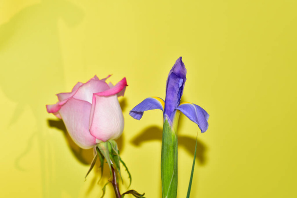 rosa e viola iris su sfondo giallo - Foto, immagini