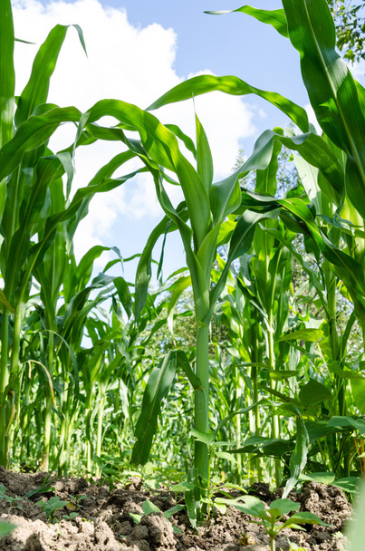 maïs veld close-up - Foto, afbeelding
