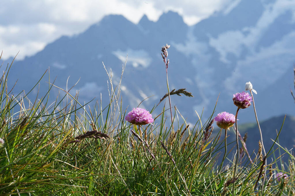 A scenic view of pink flowers in Ecrins National Park in France - Φωτογραφία, εικόνα