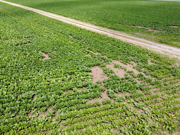 An aerial view of agricultural fields in sunlight - Fotó, kép