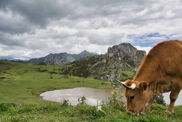 A cow grazing on a hill near lakes of Covadonga, Spain under a gloomy sky - Фото, изображение