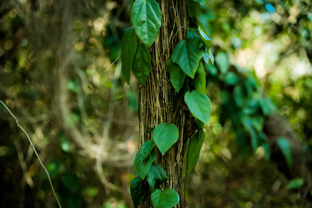 A closeup of an ivy bush on a blurry background in the forest - Фото, изображение