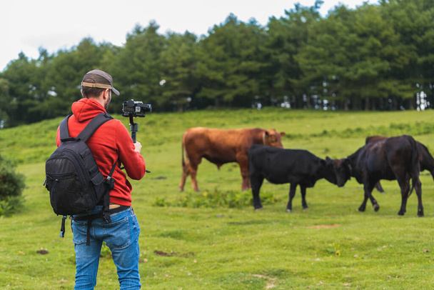 A shot of a Caucasian man in a beautiful green field looking and shooting the cows by camera in Spain - Valokuva, kuva