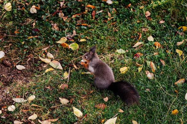 A close-up shot of a black squirrel on green grass. - Фото, зображення