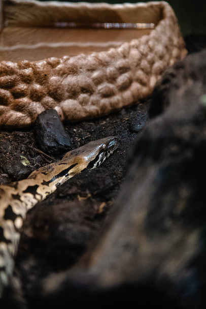 A vertical shot of a snake slithering on the ground - Zdjęcie, obraz