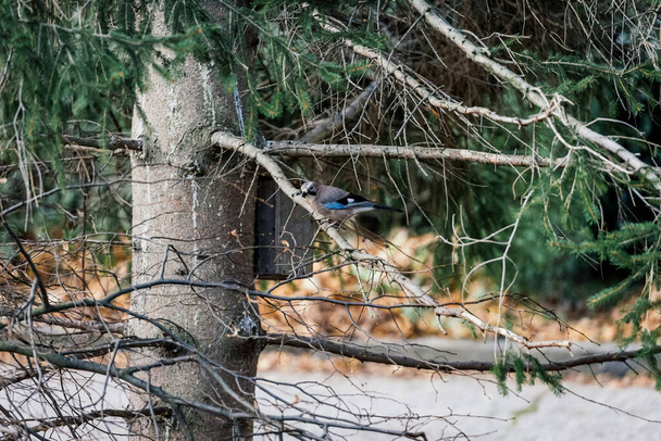 A beautiful jay bird standing on a spruce branch. - 写真・画像
