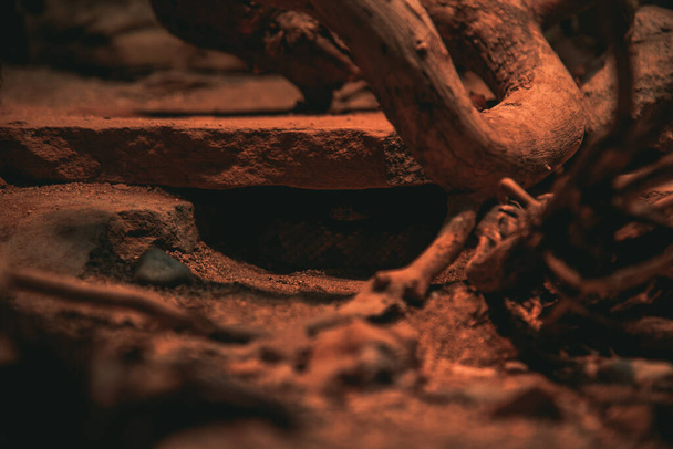 Egy szelektív fókuszkép egy kígyóról, ami egy sötét helyen rejtőzik. - Fotó, kép
