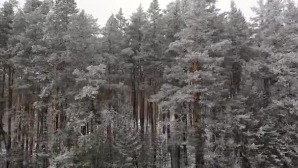 Kamera pohybující se podél zimního borového lesa. - Záběry, video