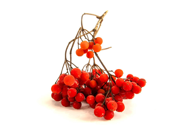 Bunch of red viburnum isolated on white - Photo, Image