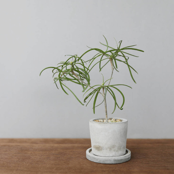 Small plant with thin leaves and twig on wooden table - 写真・画像