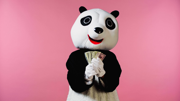 osoba w panda niedźwiedź kostium gospodarstwa banknotów dolarowych odizolowanych na różowy  - Zdjęcie, obraz