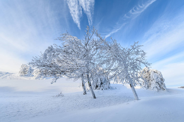 Studené zimní ráno v horském lese se zasněženými jedlemi. Nádherná venkovní scéna hory Stara Planina v Bulharsku. Krása přírody koncept pozadí krajiny - Fotografie, Obrázek