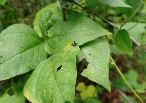 Un diminuto insecto saltador de árboles de ojos amarillos está en la parte superior de una gran hoja verde - Foto, Imagen