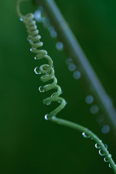 Spiral loach with after raining drops. Fractal abstract form in wild nature between dominican flora. Plants abstract after raining. Tropical flora shows extraordinary natural form. Palm background. - Photo, Image