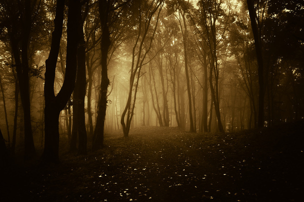 Deep dark woods on Halloween - Photo, Image