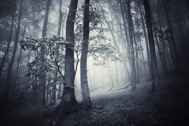 donkere bossen met dikke mist - Foto, afbeelding