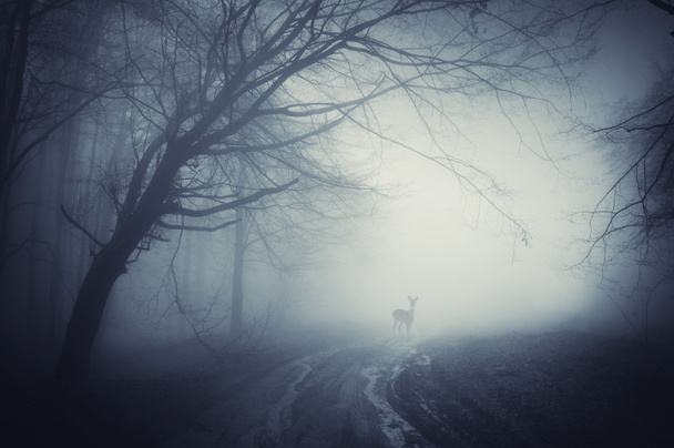 Ciervo en camino en bosque misterioso con niebla
 - Foto, imagen