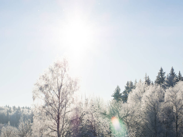 霜の多い日の冬の森、雪に覆われた木々 - 写真・画像