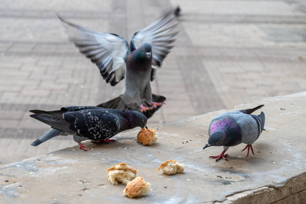 Városi galambok fehér kenyeret esznek az utcán közelről. - Fotó, kép