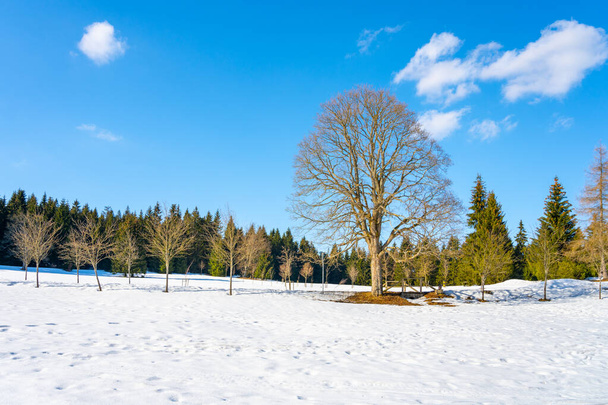 Deciduous treen on the winter meadow - Φωτογραφία, εικόνα