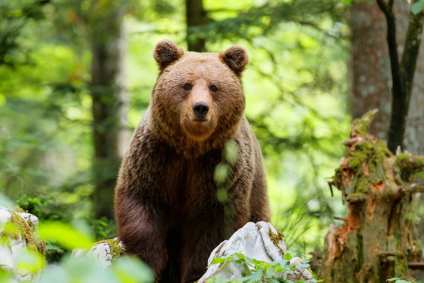 Καφέ αρκούδα - στενή επαφή με μια άγρια καφέ αρκούδα, αναζητώντας τροφή και τρώγοντας στο δάσος και τα βουνά της περιοχής Notranjska στη Σλοβενία - Φωτογραφία, εικόνα