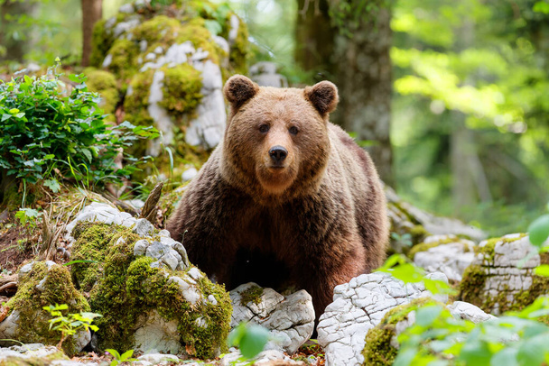 Brown bear - close encounter with a  wild brown bear, searching for food and eating in the forest and mountains of the Notranjska region in Slovenia - Φωτογραφία, εικόνα