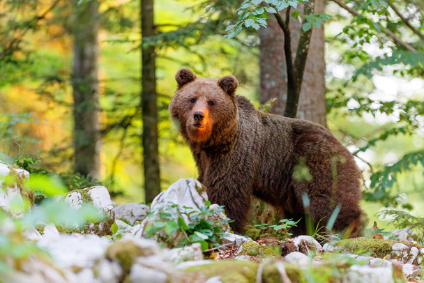 Brown bear - close encounter with a  wild brown bear, searching for food and eating in the forest and mountains of the Notranjska region in Slovenia - Фото, зображення