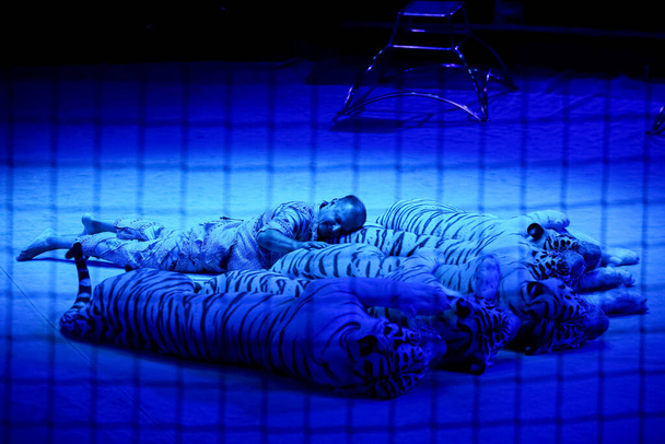 Minsk, Belarus - September 27, 2019: Tiger trainer. Sergey Nesterov. II Minsk International Circus Art Festival. - Zdjęcie, obraz