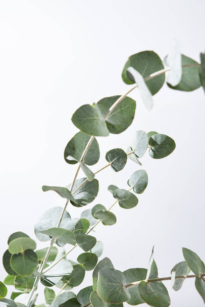 Eucalyptus branches on a light gray background close up. Copy space. - Fotografie, Obrázek