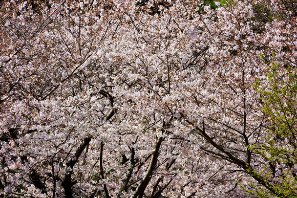 Fénykép háttér anyag cseresznyevirág teljes virágot, amely kitölti a képernyőn - Fotó, kép