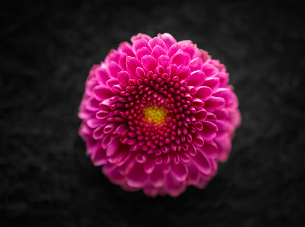 Beautiful flower on a black background. Bright and beautiful flower. - Fotoğraf, Görsel