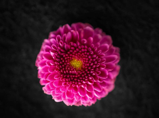 Jedna květina na černém pozadí. Detailní záběr. Nature. - Fotografie, Obrázek