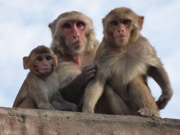 Rhesus macaques are lousing each other - Foto, immagini