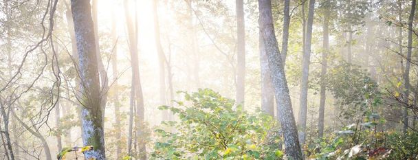 Atmosférická krajina věčně zeleného lesa v mlze. Mocné stromy. Ekologie, podzim, ekoturistika, turistika, ochrana životního prostředí v Evropě - Fotografie, Obrázek