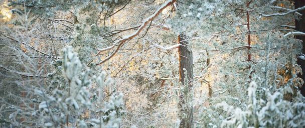 Snow-covered pine in a frame of spruce trees at sunset, close-up. Coniferous forest after a blizzard. Sun rays glowing through the tree trunks. Winter wonderland. Finland - Fotografie, Obrázek