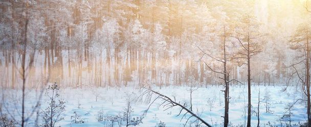 日没時にジュニパー、トウヒ、松の木。吹雪の後の煙霧の中で針葉樹林。木の幹を通して輝く黄金の太陽。冬の不思議の国。フィンランド - 写真・画像