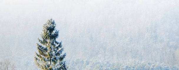 Vista aérea del río y bosque cubierto de nieve después de una ventisca en una neblina matutina. Árboles de abeto de cerca. Cielo azul claro. País de las maravillas. Parque nacional Gauja, Sigulda, Letonia - Foto, Imagen