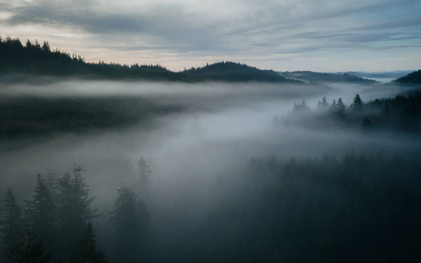 Ködös hangulatú csendes-óceáni északnyugati erdős táj. - Fotó, kép